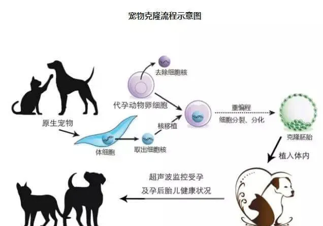 中国首只克隆猫回家了,你会花数十万让宠物“复活”吗? | 宠物新闻资讯