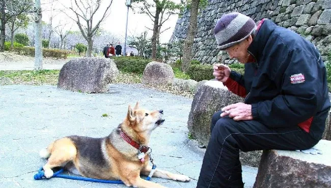 日本宠物行业的一些现状与趋势观察 | 宠物行业洞察