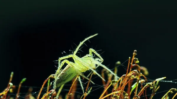 【花蟹蛛图片】绿色的蜘蛛 | 宠物昆虫图片