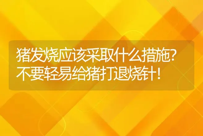 猪发烧应该采取什么措施？不要轻易给猪打退烧针！ | 家畜养殖