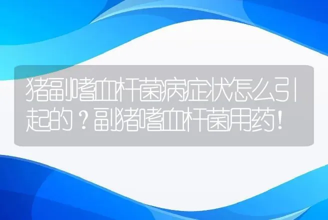 猪副嗜血杆菌病症状怎么引起的？副猪嗜血杆菌用药！ | 兽医知识大全