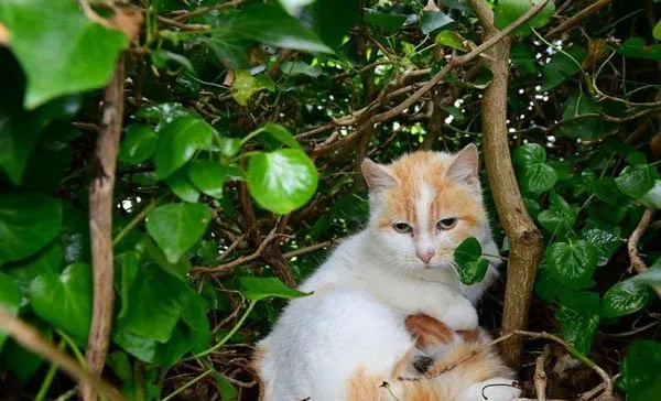 爱尔兰一只流浪猫在鸽子窝诞下小猫崽 | 宠物新闻资讯