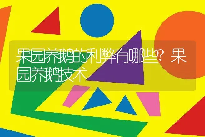 果园养鹅的利弊有哪些?果园养鹅技术 | 家禽养殖