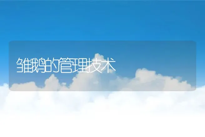 雏鹅的管理技术 | 动物养殖