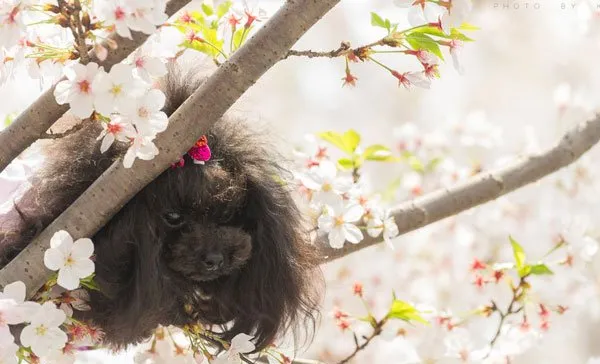 【泰迪图片】黑色小泰迪写真照片 | 宠物狗图片