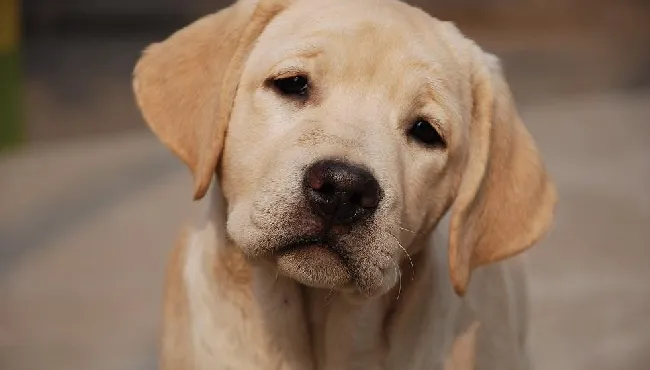 避免拉布拉多犬患病和发生事故的饲养方法 | 宠物狗饲养