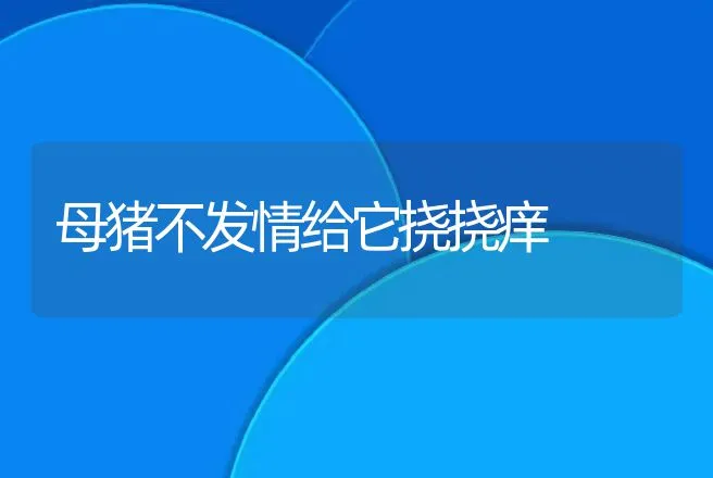 母猪不发情给它挠挠痒 | 动物养殖