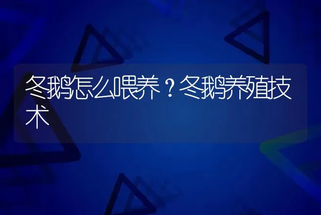 冬鹅怎么喂养？冬鹅养殖技术 | 家禽养殖