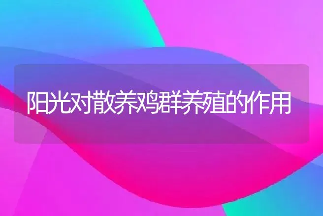 阳光对散养鸡群养殖的作用 | 动物养殖