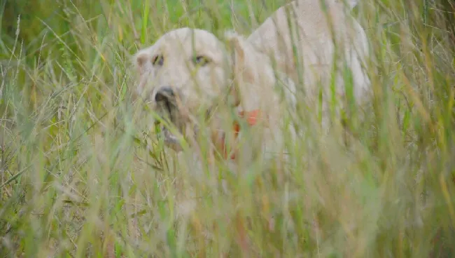 金毛犬图片_金毛犬高清写真照片 | 宠物狗图片