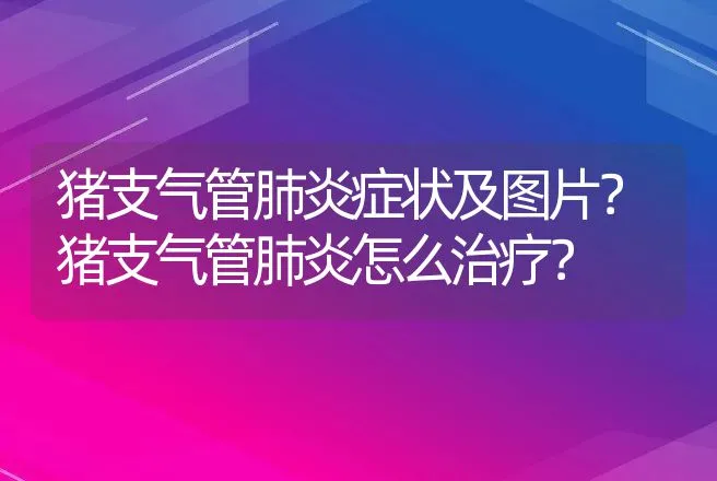 猪支气管肺炎症状及图片？猪支气管肺炎怎么治疗？ | 兽医知识大全