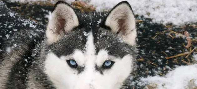 阿拉斯加雪橇犬怎么养？阿拉斯加雪橇犬饲养方法剖析 | 宠物狗饲养