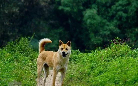 老年中华田园犬怎么养 老年中华田园犬喂养知识 | 宠物病虫害防治