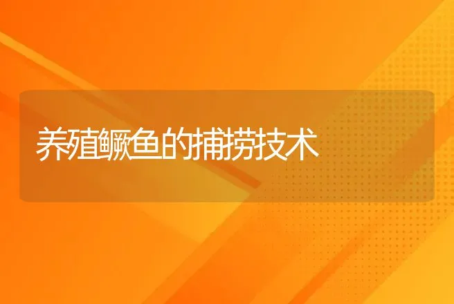 养殖鳜鱼的捕捞技术 | 渔业捕捞