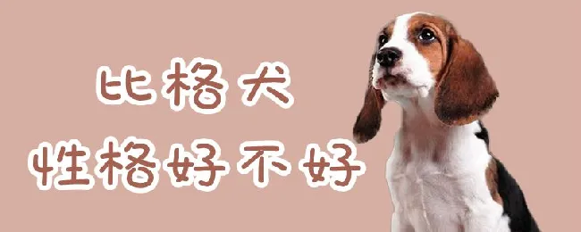 比格犬性格好不好 | 养宠入门知识