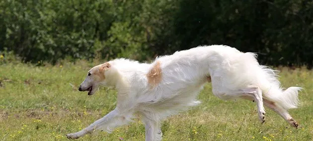 苏俄猎狼犬好养吗？ | 宠物狗饲养