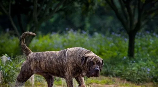 加纳利犬不能吃哪些水果 西班牙加纳利犬不能吃的水果大全 | 宠物病虫害防治