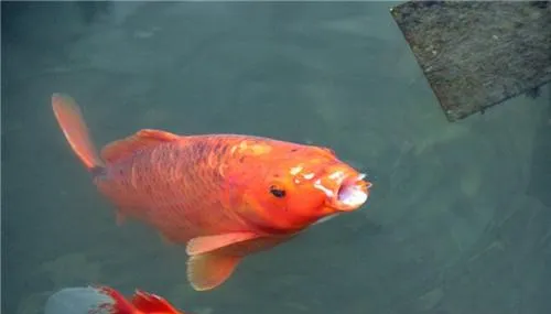 应激压力和年龄对锦鲤色泽的影响 | 宠物病虫害防治