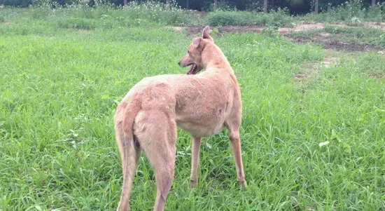 格力犬怎么养 格力犬饲养方法及注意事项 | 宠物病虫害防治