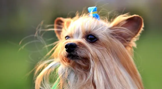 茶杯犬背后的可怕真相！ | 宠物茶杯犬饲养