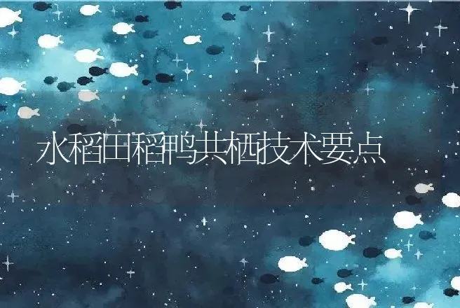 水稻田稻鸭共栖技术要点 | 动物养殖