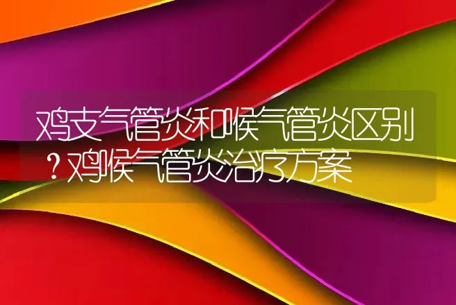 鸡支气管炎和喉气管炎区别？鸡喉气管炎治疗方案 | 兽医知识大全