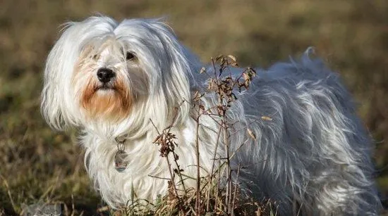 哈瓦那犬吃什么狗粮好 哈瓦那犬狗粮选择推荐 | 宠物病虫害防治