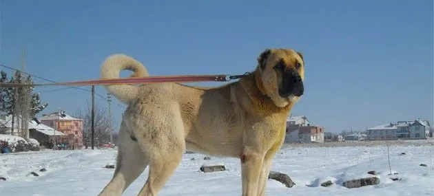 安纳托利亚牧羊犬的外形特性和看家能力 | 宠物牧羊犬饲养