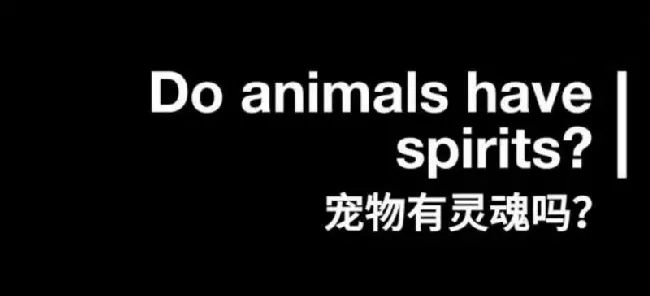 宠物殡葬师十问：你关心的关于宠物火化的所有问题 | 宠物新闻资讯