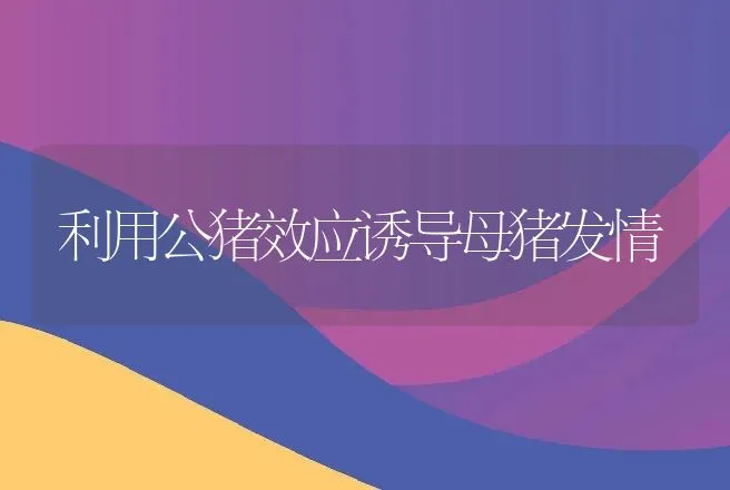 利用公猪效应诱导母猪发情 | 动物养殖