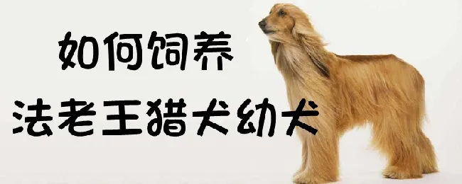 如何饲养法老王猎犬幼犬 | 宠物病虫害防治