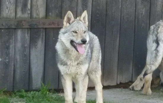 捷克狼犬吃什么狗粮好 捷克狼犬狗粮选择推荐 | 宠物病虫害防治