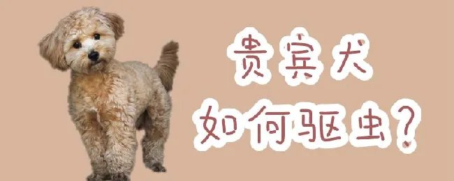 贵宾犬如何驱虫 | 宠物病虫害防治