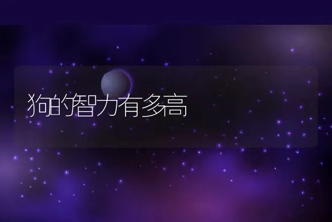 狗的智力有多高 | 动物养殖