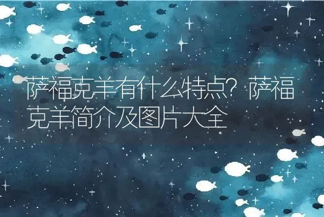 萨福克羊有什么特点？萨福克羊简介及图片大全 | 动物养殖