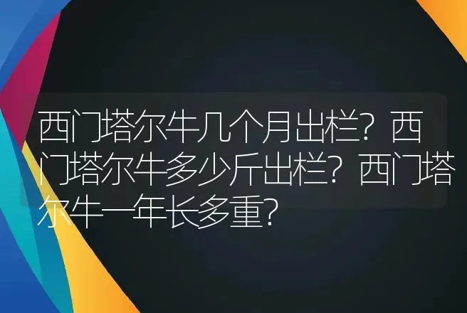 西门塔尔牛几个月出栏？西门塔尔牛多少斤出栏？西门塔尔牛一年长多重？ | 家畜养殖