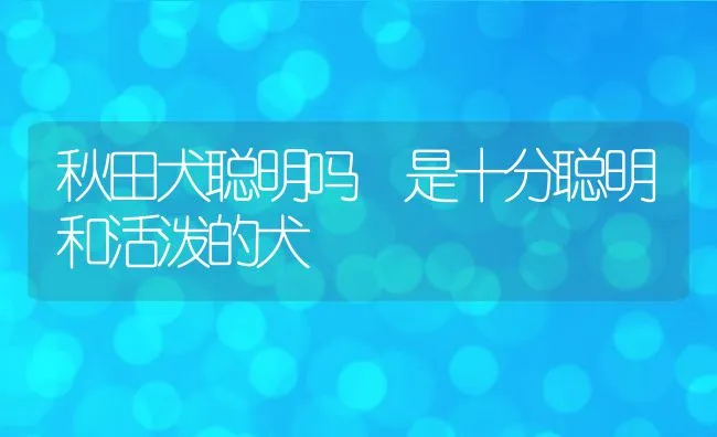 秋田犬聪明吗 是十分聪明和活泼的犬 | 宠物喂养