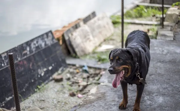 宠物狗罗威纳犬性格特点及图片 | 宠物狗选购技巧