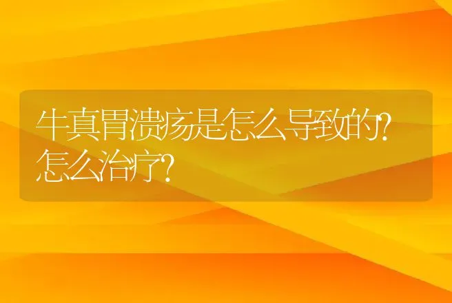 牛真胃溃疡是怎么导致的？怎么治疗？ | 兽医知识大全