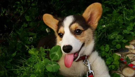 柯基犬怎么养 柯基犬饲养方法 | 宠物病虫害防治