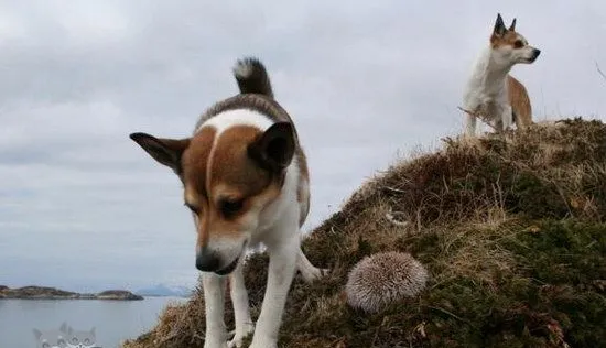 挪威伦德猎犬卧倒怎么训练 挪威伦德猎犬趴下训练教程 | 宠物训练技巧