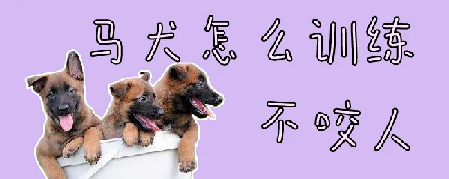 马犬怎么训练不咬人 | 宠物训练技巧