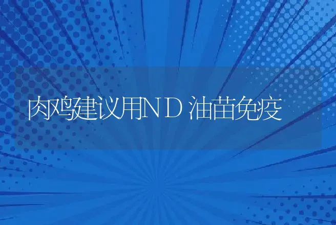 肉鸡建议用ND油苗免疫 | 动物养殖