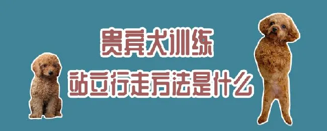 贵宾犬训练站立行走方法是什么 | 宠物训练技巧