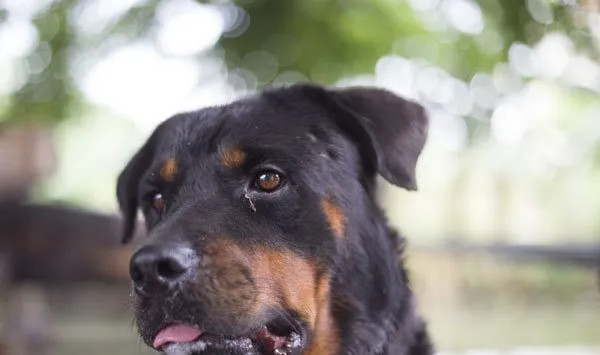 宠物狗罗威纳犬性格特点及图片 | 宠物狗选购技巧