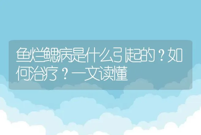 鱼烂鳃病是什么引起的？如何治疗？一文读懂 | 兽医知识大全