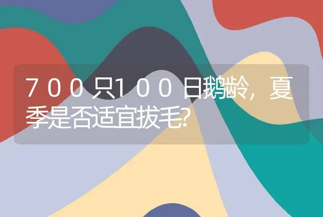 700只100日鹅龄，夏季是否适宜拔毛? | 动物养殖