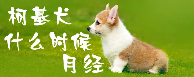 柯基犬什么时候月经 | 宠物病虫害防治