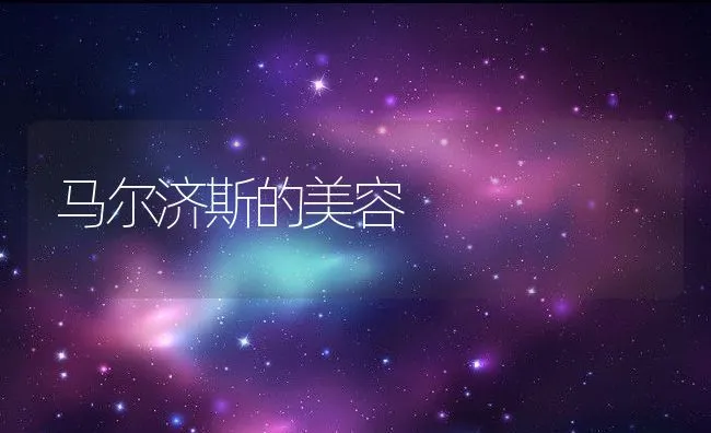 马尔济斯的美容 | 宠物训练技巧