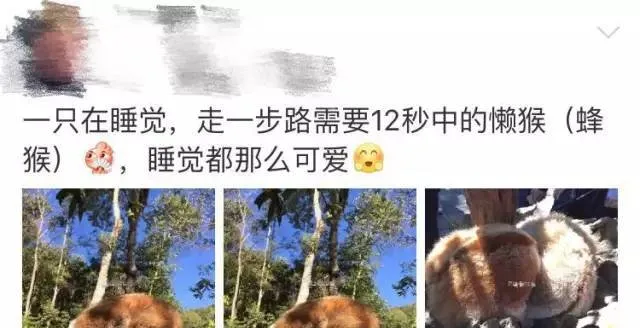 拯救懒猴！我不是商品，也不是你的宠物！ | 宠物新闻资讯